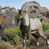 Angora koze: produktivnost, recenzije